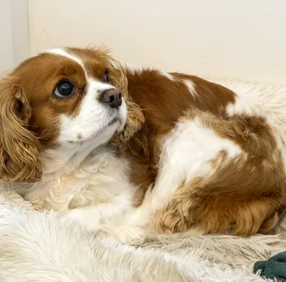 Kantoor Mascotte/onthaal